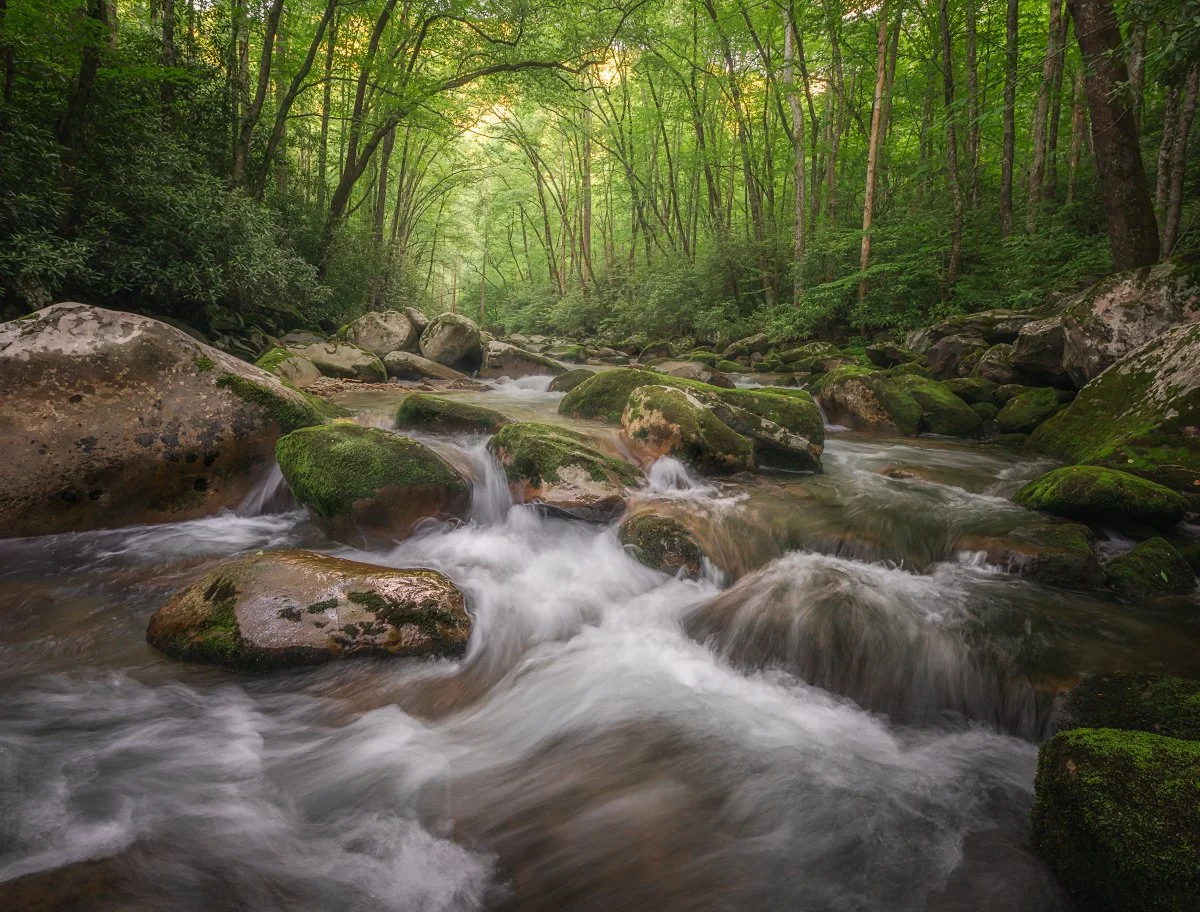 Great Smoky Mountains Spring Photo Tour 2025 — Mark Denney